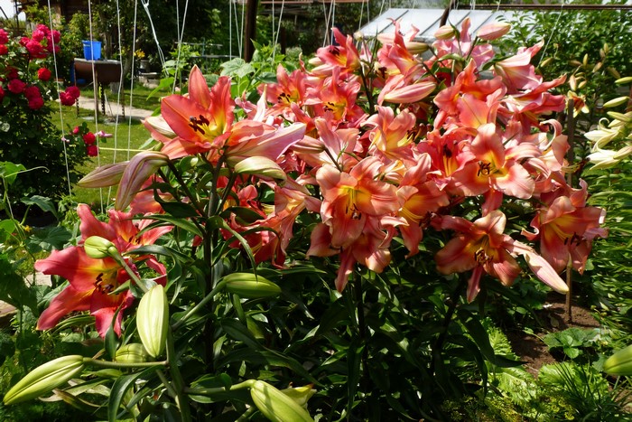 A cluster of salmon-pink lilies in a garden