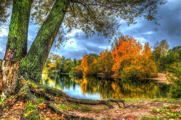 Autumn trees reflected in a lake