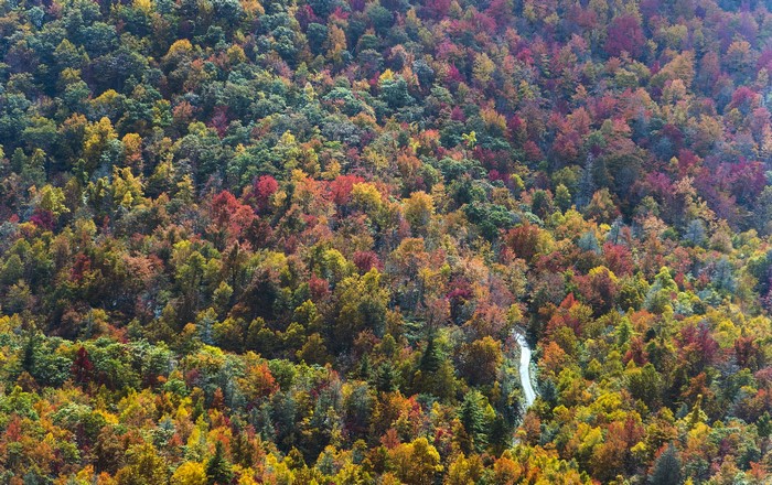 Autumn forest in North Carolina, USA
