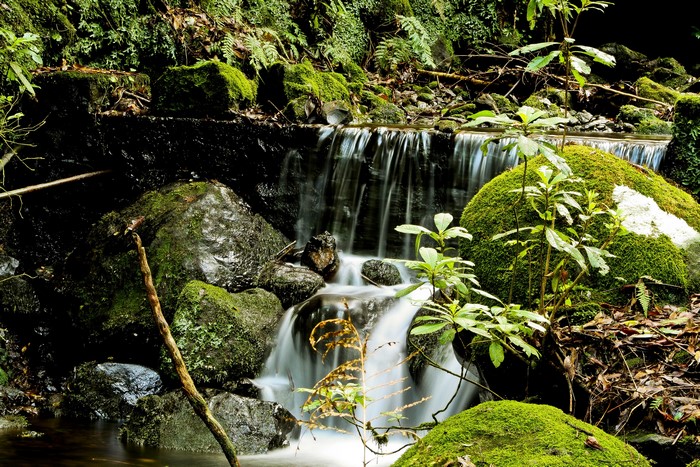 Mossy rocks and a small waterfall in Madeira, Portugal