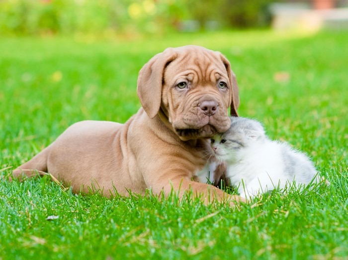 Dogue de Bordeaux puppy and kitten on grass