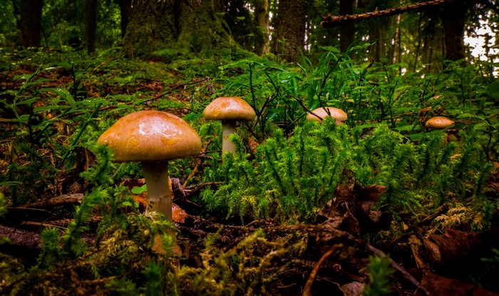 Mushrooms in a lush forest
