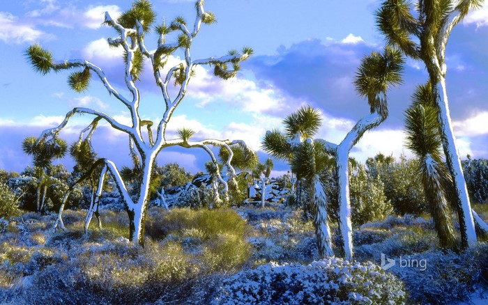 Joshua Tree National Park with Snow