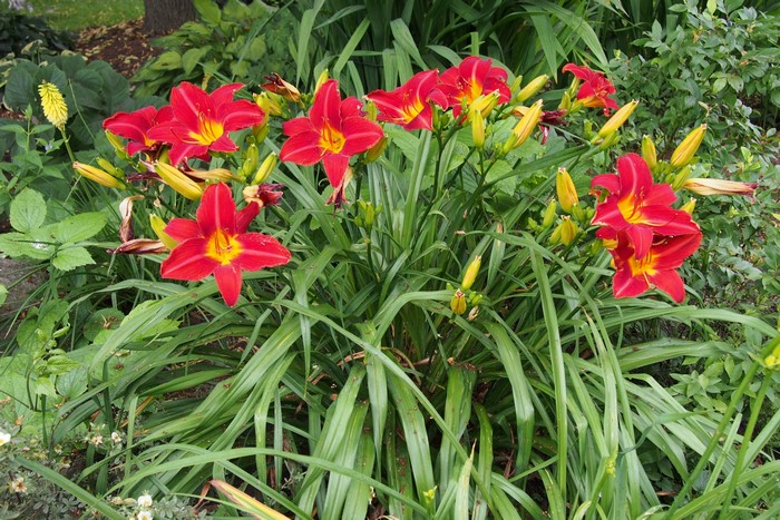 Red lilies with yellow centers and green foliage
