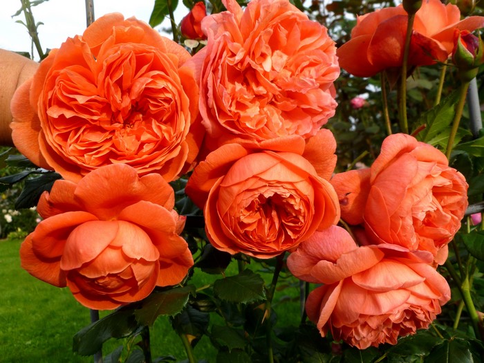 Close-up of blooming orange roses