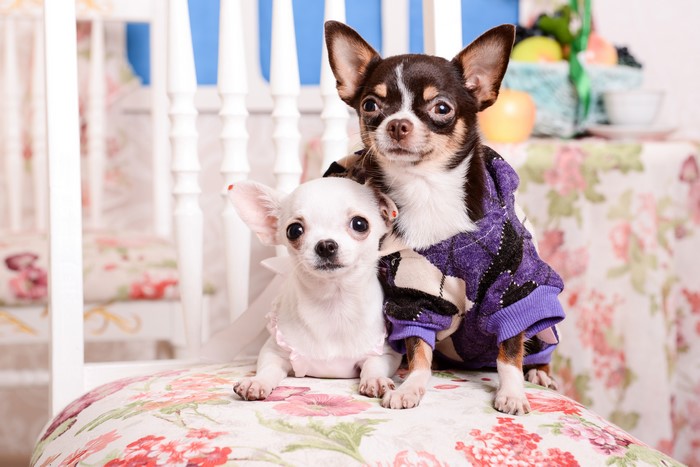 Two Chihuahuas on a Chair