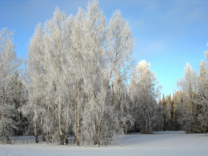 Winter forest with snow-covered birch trees