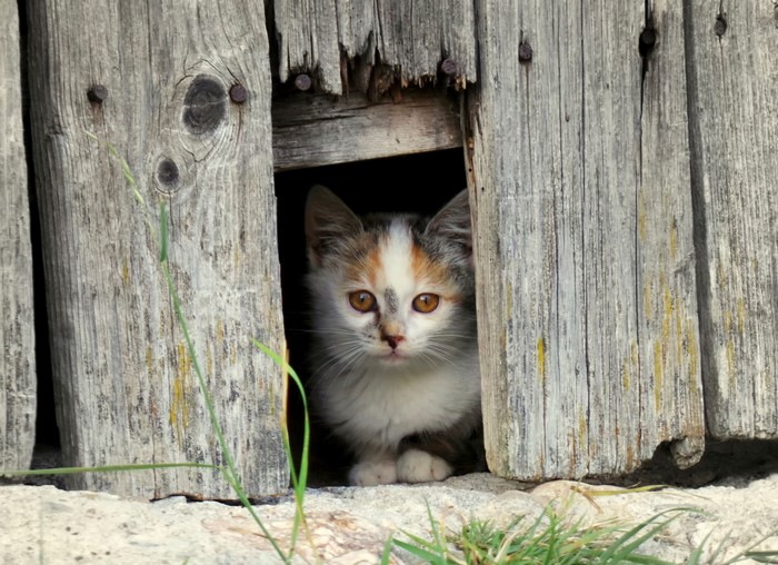 Kitten peeking through a wooden fence opening