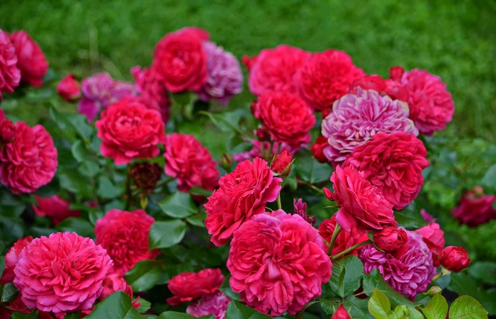 Close-up of red and pink roses in a garden