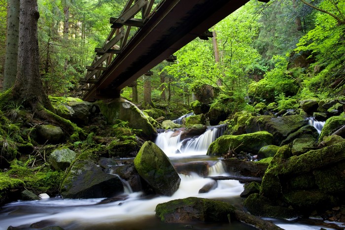 Wooden bridge over a mossy stream in a forest