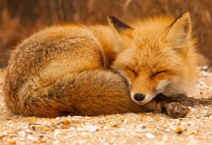 Red Fox Sleeping on Ground