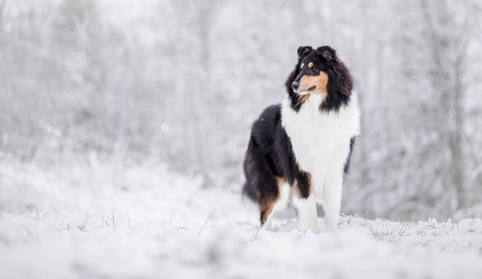 Tricolor Collie standing in the snow