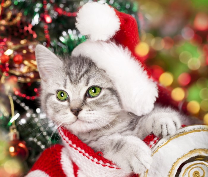 Kitten wearing a Santa hat with Christmas tree