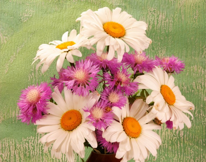 Bouquet of Camomiles and Cornflowers