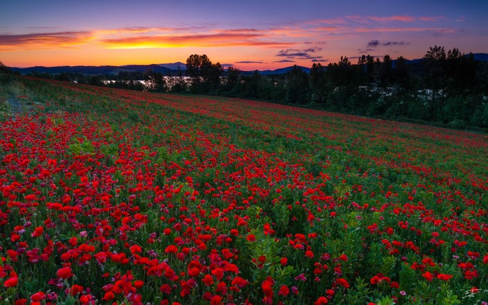 Field of Poppies at Sunrise in Mendijur, Basque Country, Spain