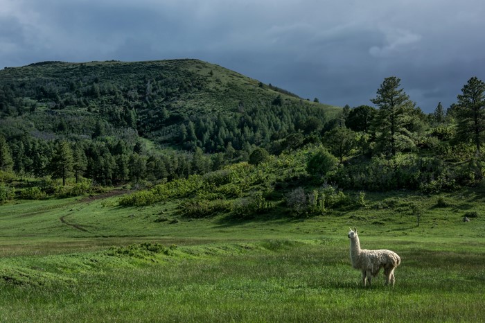 Llama in a grassy field in New Mexico, USA