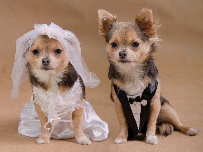 Two Chihuahuas in Wedding Attire