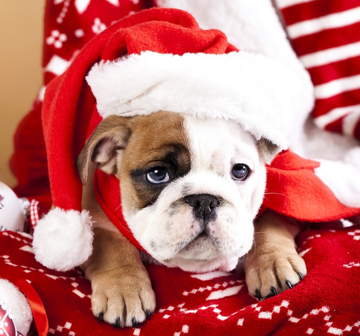 English Bulldog puppy wearing a Santa hat
