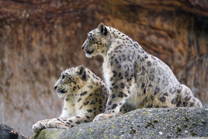 4K Snow leopards