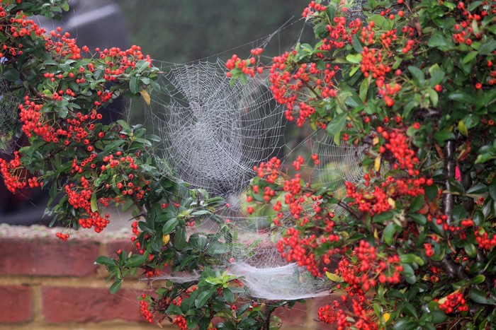 Spider web on a bush with red berries