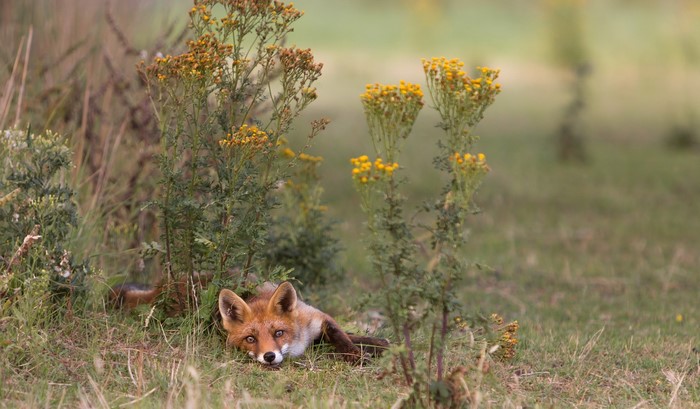 Red fox lying in grass near yellow flowers