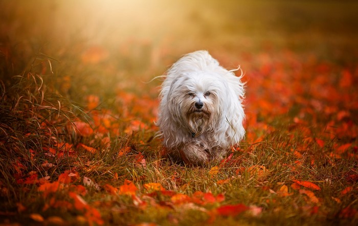 White Havanese dog running through autumn leaves