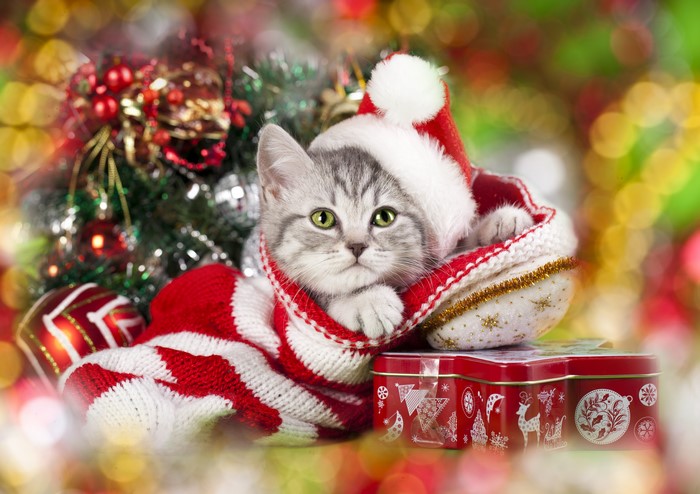 4K Festive Kitten in Red and White Sweater