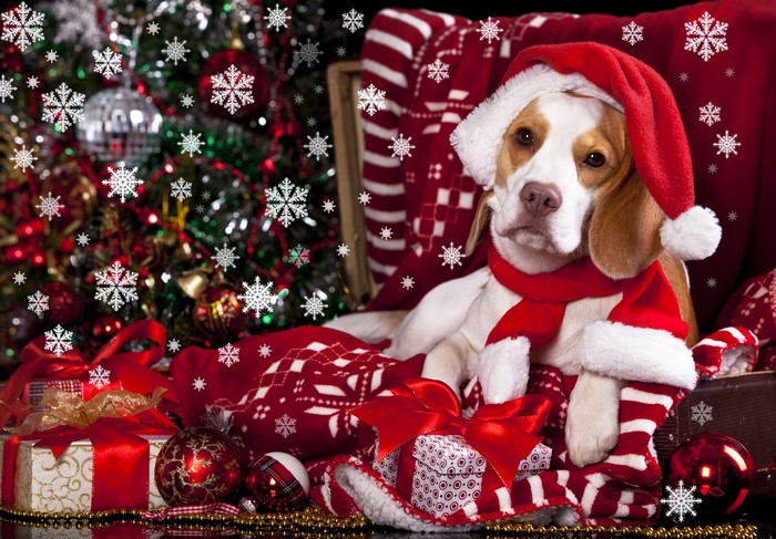 Beagle Dog Wearing Santa Hat and Scarf with Christmas Decorations