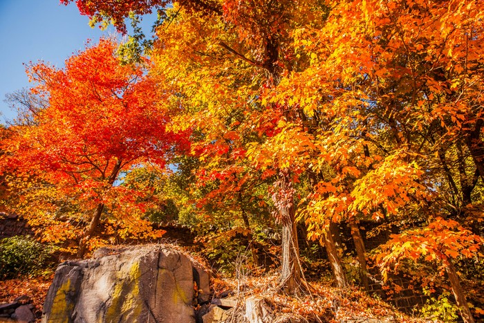 Autumn trees with orange and red foliage