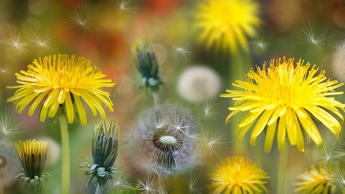 Dandelions in various stages of bloom and seed