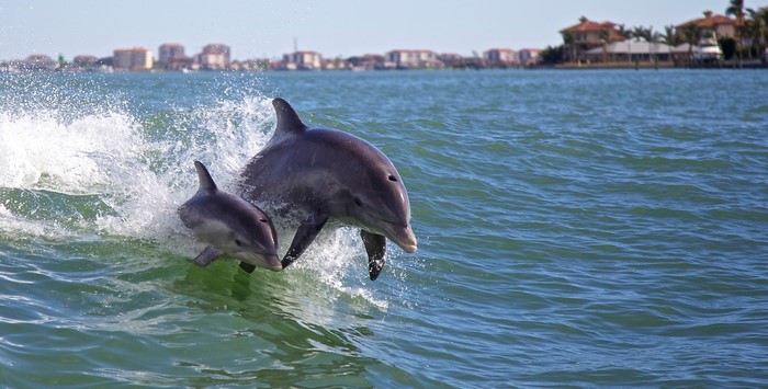 Two dolphins jumping out of the water