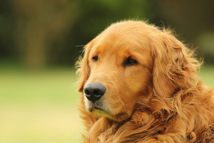 Golden Retriever dog looking to the left