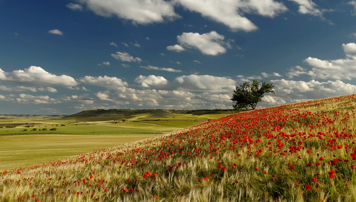 Field of poppies and wheat under a cloudy sky