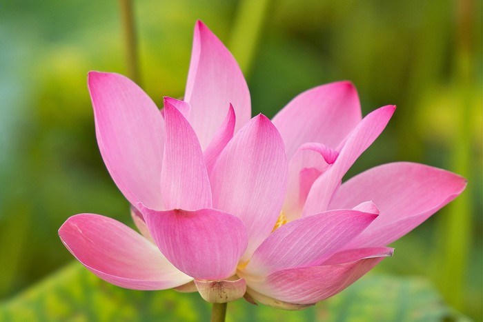 Pink Lotus Flower Closeup