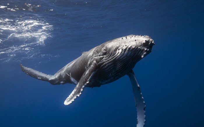Humpback whale swimming underwater