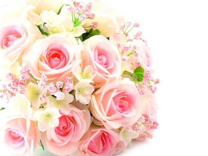 Pink Roses Bouquet on White Background