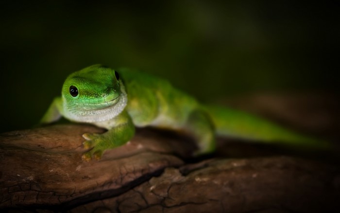 Green Madagascar Day Gecko on a Branch