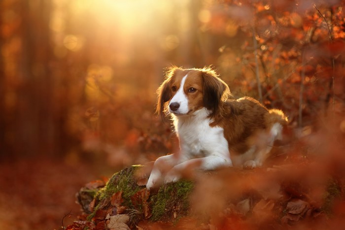 Kooikerhondje dog resting in autumn forest