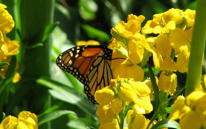 Monarch butterfly on yellow flowers