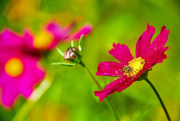 Bee on a pink cosmos flower with a bud