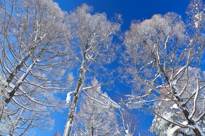 Snow-covered trees against a bright blue sky