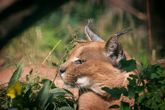 Caracal resting in tall grass