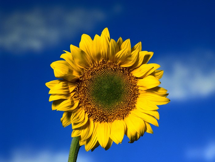Sunflower against a blue sky