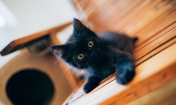 Black kitten on a wooden surface