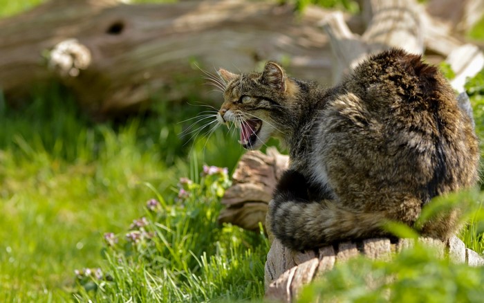 Wildcat yawning on a tree stump in grass