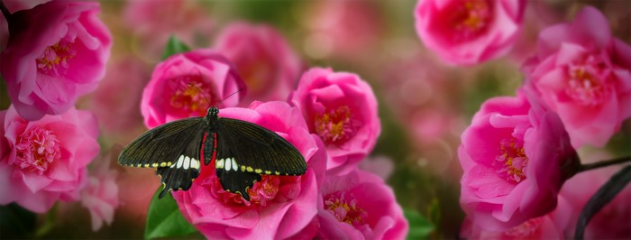 Black butterfly on pink camellia flowers