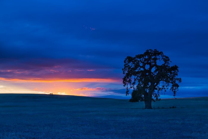 Lone tree in a field at sunset in California