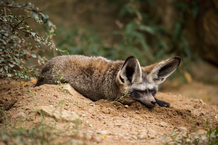 Bat-eared fox resting on dirt
