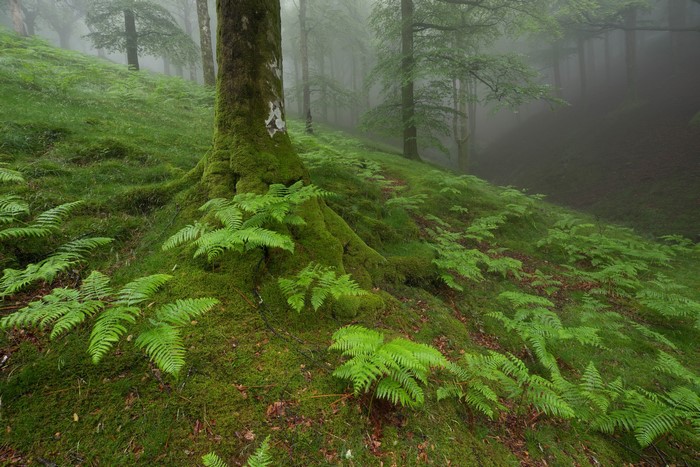 Misty forest with mossy tree trunk and ferns