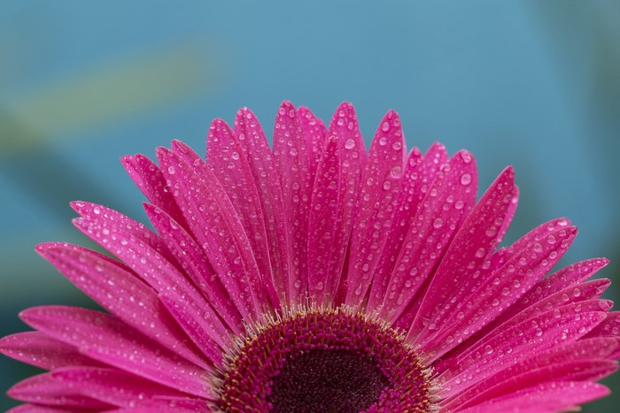Pink Gerbera daisy with water drops